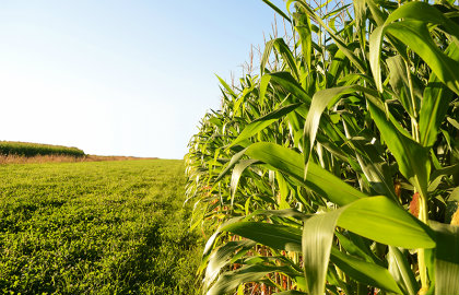Agriculture Loans